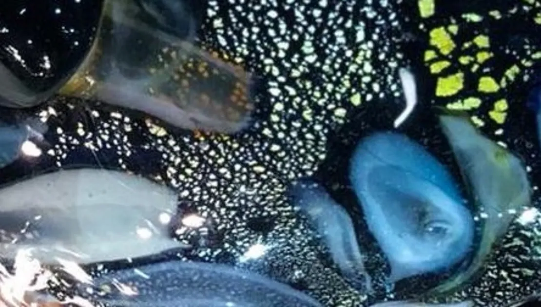 vetro di murano attraente con colori vivaci e dettagli artistici su sfondo scuro