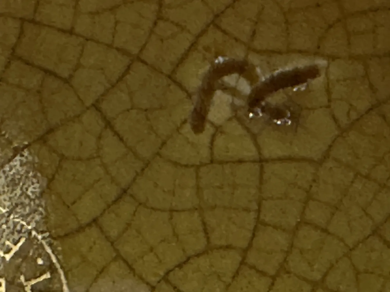 وعاء الزهور القديم مع الشقوق والتفاصيل الزخرفية، Phoenix Wake Made in England T.F & S.L TD