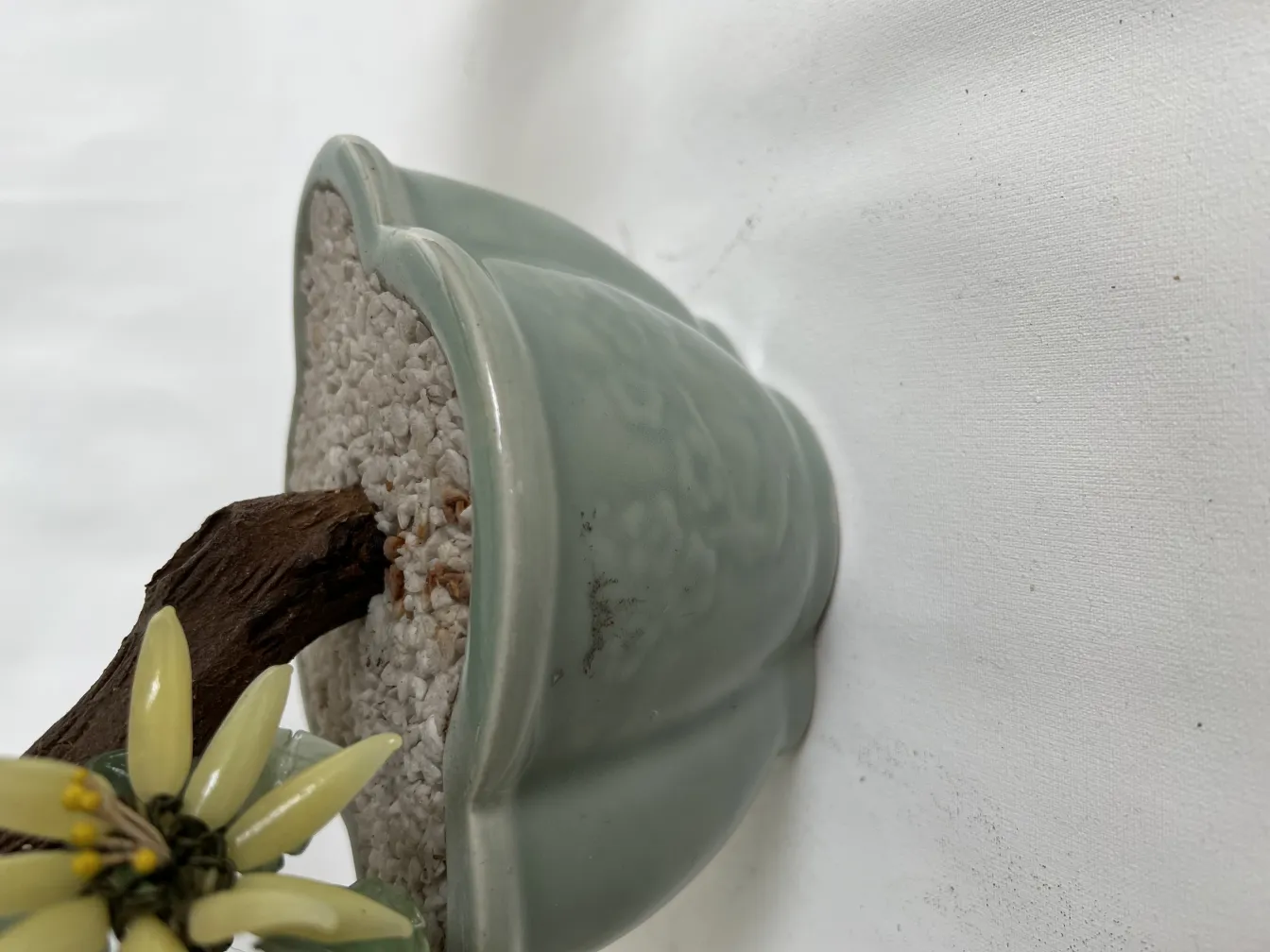 Bonsai antico in vaso di ceramica verde con fiori.